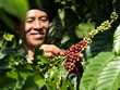 Nestlé thúc đẩy nền nông nghiệp phát thải thấp qua mô hình nông nghiệp tái sinh