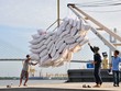 Thương nhân Việt Nam đã trúng 6 trên 8 lô thầu xuất khẩu gạo vào Philippines