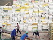 Gạo Việt Nam đang có nhiều cơ hội xuất khẩu sang thị trường EU.