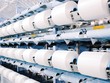 Các nhà máy của Sợi Thế Kỷ hiện hoạt động 100% công suất và các đơn hàng đang tăng lên
