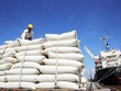 Hoạt động xuất khẩu lúa gạo có diễn biến khả quan