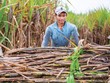 Nông dân cùng các nhà máy sản xuất đường trong nước đang khốn đốn vì đường nhập khẩu