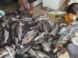 Người dân xót xa khi cá lồng chết hàng loạt