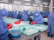 Công nhân tại nhà máy sơ chế tôm của Sao Ta (Ảnh: Sao Ta).