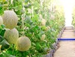 Hiện tại, có 11 dự án đầu tư vào Khu nông nghiệp ứng dụng công nghệ cao, với tổng vốn đăng ký đầu tư gần 750 tỷ đồng, trên diện tích 195,56 ha.