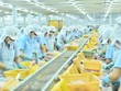 Sản xuất cá tra trong nhà máy của Navico (Nguồn: ANV).