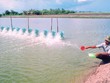 Ngành nuôi trồng, chế biến thủy sản xuất khẩu của Cà Mau đang phục hồi và tăng trưởng mạnh