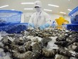 Không chỉ mặt hàng tôm mà các mặt hàng cần phải kiểm dịch, khi nhập khẩu vào Australia đều phải đối diện với tình trạng bị chậm trễ trong kiểm dịch, thông quan.