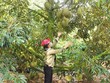 Toàn tỉnh Đắk Lắk hiện có 12.000 ha sầu riêng, sản lượng hằng năm 100.000 tấn. Ảnh: Nhiệt Băng