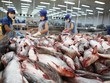 Xuất khẩu cá tra sang EU có tín hiệu tích cực trở lại