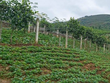 Các ngành nghề như trồng trọt, lâm nghiệp... trong kinh tế trang trại không thuộc danh mục Phụ lục 4 của Luật Đầu tư