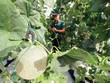 Luật Đất đai (sửa đổi) cần gỡ những điểm nghẽn để tạo điều kiện cho doanh nghiệp nông nghiệp công nghệ cao đầu tư