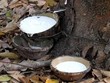 Lợi nhuận doanh nghiệp cao su đi xuống