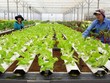 Trong 9 tháng 2023, khu vực nông nghiệp, lâm nghiệp và thuỷ sản ghi nhận 1.242 doanh nghiệp thành lập mới, giảm 19,5% so với cùng kỳ năm 2022.
