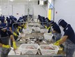 Chế biến cá tra xuất khẩu tại Công ty cổ phần Xuất nhập khẩu thủy sản Cửu Long An Giang. (Ảnh: Công Mạo/TTXVN)