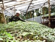 Kon Tum đầu tư trang thiết bị phân tích, kiểm định chất lượng sâm Ngọc Linh