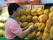 Nhiều nhà nhập khẩu Trung Quốc lựa chọn sầu riêng Việt Nam