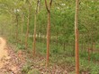 Dừng thí điểm cho hộ nông dân góp vốn trồng cây cao su bằng quyền sử dụng đất