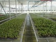 TP.HCM đặt mục tiêu đến năm 2045, kinh tế từ công nghệ sinh học đóng góp tối thiểu 10 – 15% vào GRDP của Thành phố.