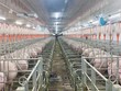 Giá heo duy trì ở mức thấp khiến Dabaco chỉ ghi nhận lợi nhuận 2023 vẻn vẹn 25 tỷ đồng