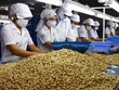 Doanh nghiệp xuất khẩu điều tăng đầu tư cho chế biến