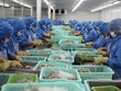 Hai sản phẩm xuất khẩu chủ lực của ngành thủy sản Việt Nam là tôm và cá tra