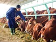 Kon Tum thu hút đầu tư có chọn lọc các dự án chăn nuôi