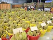 Sầu riêng là trái cây xuất khẩu giá trị, đóng góp lớn vào con số 3,5 tỷ USD xuất khẩu toàn ngành rau quả nửa đầu năm 2024.