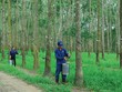 Tập đoàn Cao su Việt Nam sở hữu quỹ đất lớn có thể chuyển đổi thành đất công nghiệp