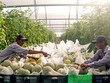 Ngoài công nghiệp, nông nghiệp cũng đang là thỏi nam châm hút vốn cho tỉnh Bình Dương.
