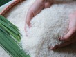 Xuất khẩu gạo tăng nhanh nhưng chưa xuất được nhiều sang các thị trường khó tính, tiêu chuẩn cao như EU, Mỹ, Nhật...