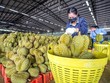 Sầu riêng Việt Nam đắt hàng xuất khẩu sang thị trường tỷ dân.