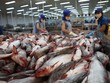 Giá xuất khẩu cá tra sang Mỹ, Trung Quốc, EU có thể tiếp tục cải thiện do nhu cầu tăng lên 