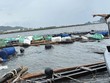 Ngành nông nghiệp chịu thiệt hại gần 40.000 tỷ đồng do bão Yagi, nhưng chỉ khoảng 17% tổn thất được bảo hiểm