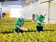 Nông sản phá kỷ lục xuất khẩu, tạo đà tăng trưởng cho năm 2025