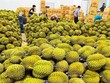 Doanh nghiệp rau quả đặt mục tiêu xuất khẩu 8 tỷ USD 