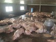 Một dự án chăn nuôi lợn quy mô trang trại tại huyện Cam Lộ, tỉnh Quảng Trị. Ảnh: Tiến Nhất