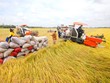 Đoàn kiểm tra liên ngành về xuất khẩu gạo đang tiến hành kiểm tra tại ĐBSCL.