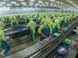 Đồng Tháp đặt mục tiêu giá trị xuất khẩu hàng hoá của tỉnh đạt 2,4 tỷ USD trong năm 2025 Ảnh: dongthap.gov.vn