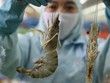 Tôm có nguy cơ mất thị phần tại Mỹ nếu phải chịu mức thuế chống bán phá giá như phán quyết sơ bộ lên tới 33,29%