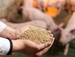 Xuất khẩu thức ăn gia súc bật tăng mạnh, thu về hơn 1 tỷ USD. 