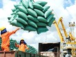 Gam trầm trong xuất khẩu gạo