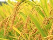 Chủ tịch HĐQT Vinaseed (NSC) từ nhiệm, Phó chủ tịch Tập đoàn PAN (PAN) lên tiếp quản