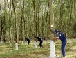 6 tháng đầu năm 2025, Đầu tư Cao su Đắk Lắk (DRI) báo lãi gấp 2,5 lần cùng kỳ