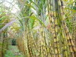 Mía đường Sơn La báo lãi cao nhất kể từ khi niêm yết đến nay.