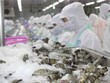 EU nhập khẩu 30 tỷ EUR thủy sản mỗi năm, thị phần hàng Việt còn “khiêm tốn”