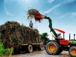 Doanh nghiệp đường “nếm” vị ngọt của giá