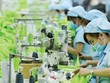 Lợi nhuận ngành dệt may: Tích cực chiếm ưu thế