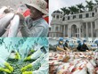 Cá da trơn Việt Nam xuất khẩu vào Mỹ sẽ phải đáp ứng tiêu chuẩn tương đồng với các nông trại Mỹ