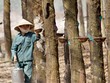 Giá giảm mạnh, doanh nghiệp cao su lao đao